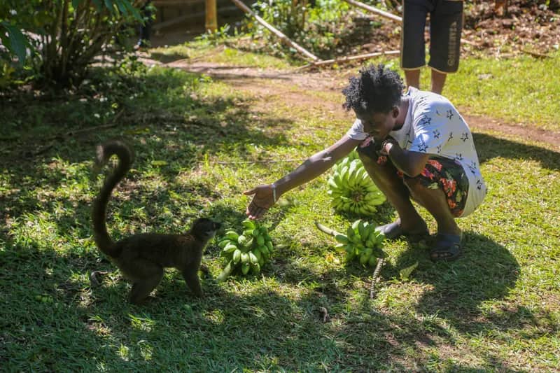 Lemur bekommt Bananen im Lemurenprojekt Nosy Be auf Madagaskar