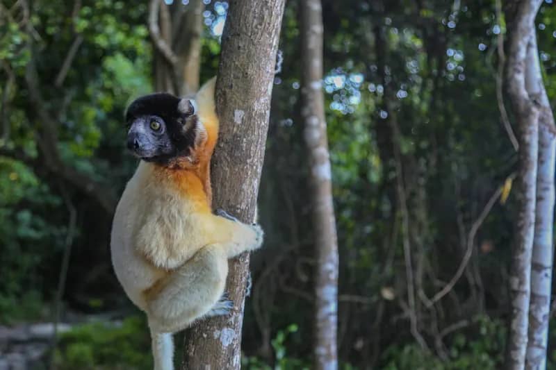 Putziger Lemur im Lemurenprojekt Nosy Be auf Madagaskar - Freiwilligenarbeit