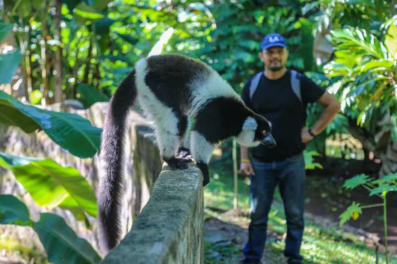 Freiwilliger mit Lemur auf Madagaskar