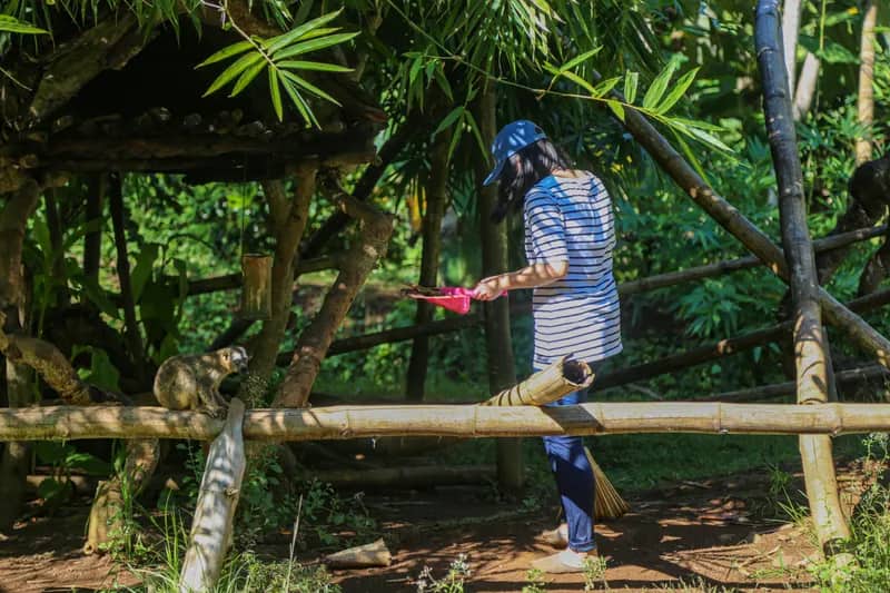 Freiwilliger füttert Lemure auf Madagaskar