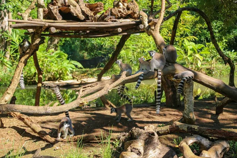 Lemure im Lemurenprojekt Nosy Be auf Madagaskar