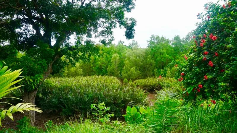 Blüten im Mangovenprojekt Nosy Be auf Madagaskar