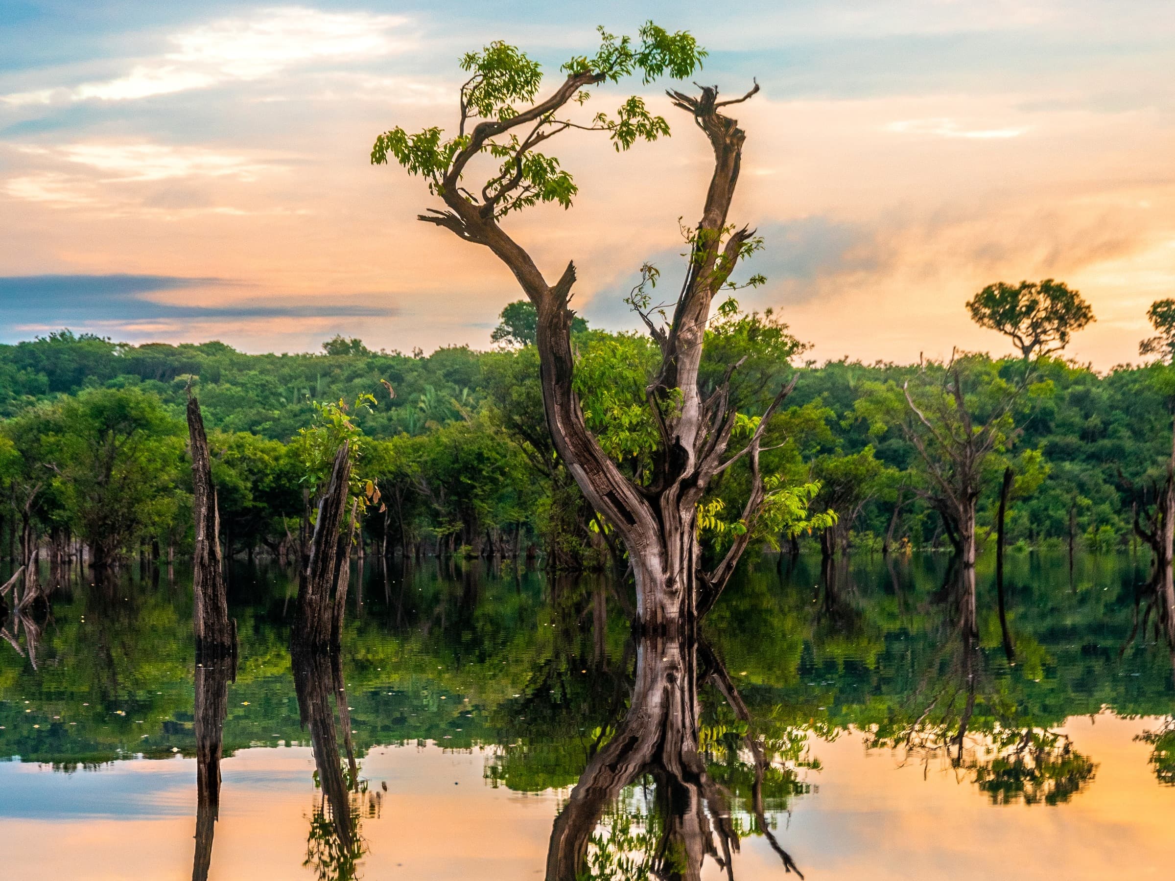Amazonas