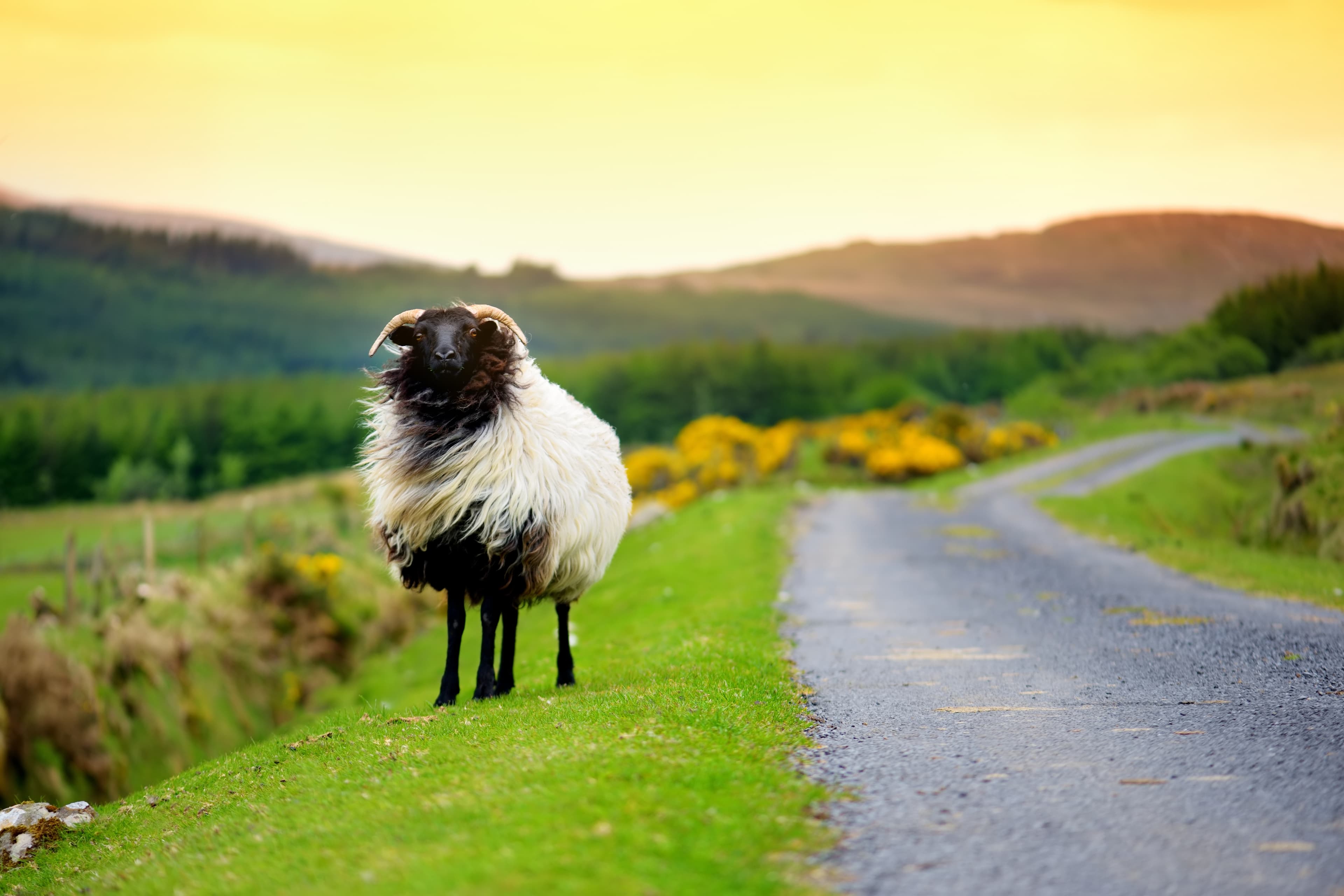 Au-Pair in Irland