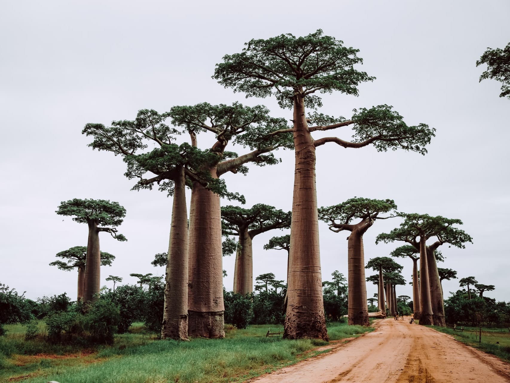 Baobab Allee
