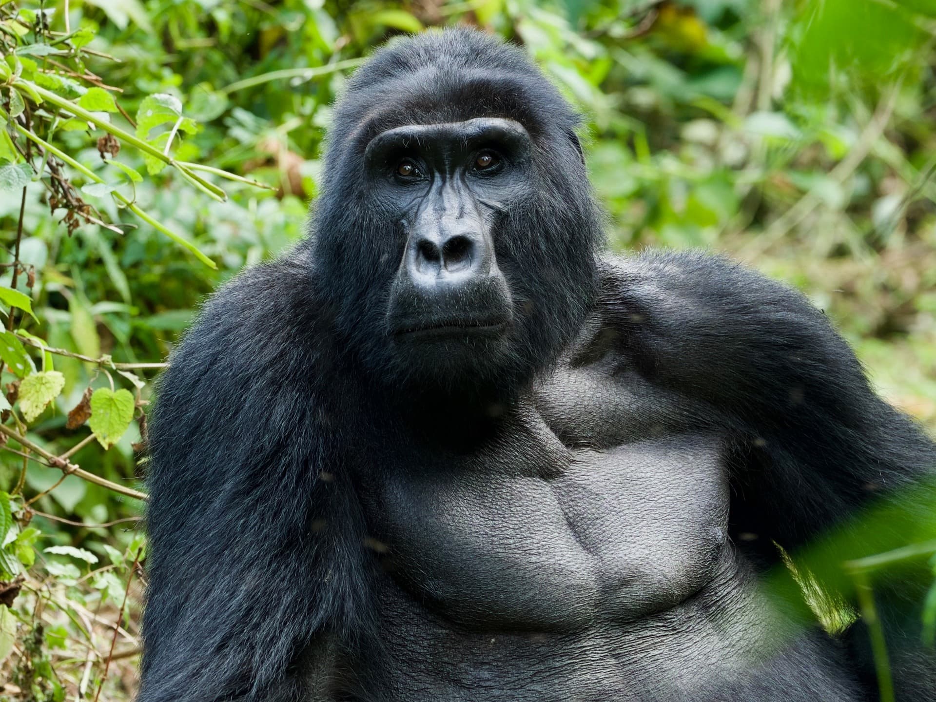 Bwindi Impenetrable National Park / Berggorillas