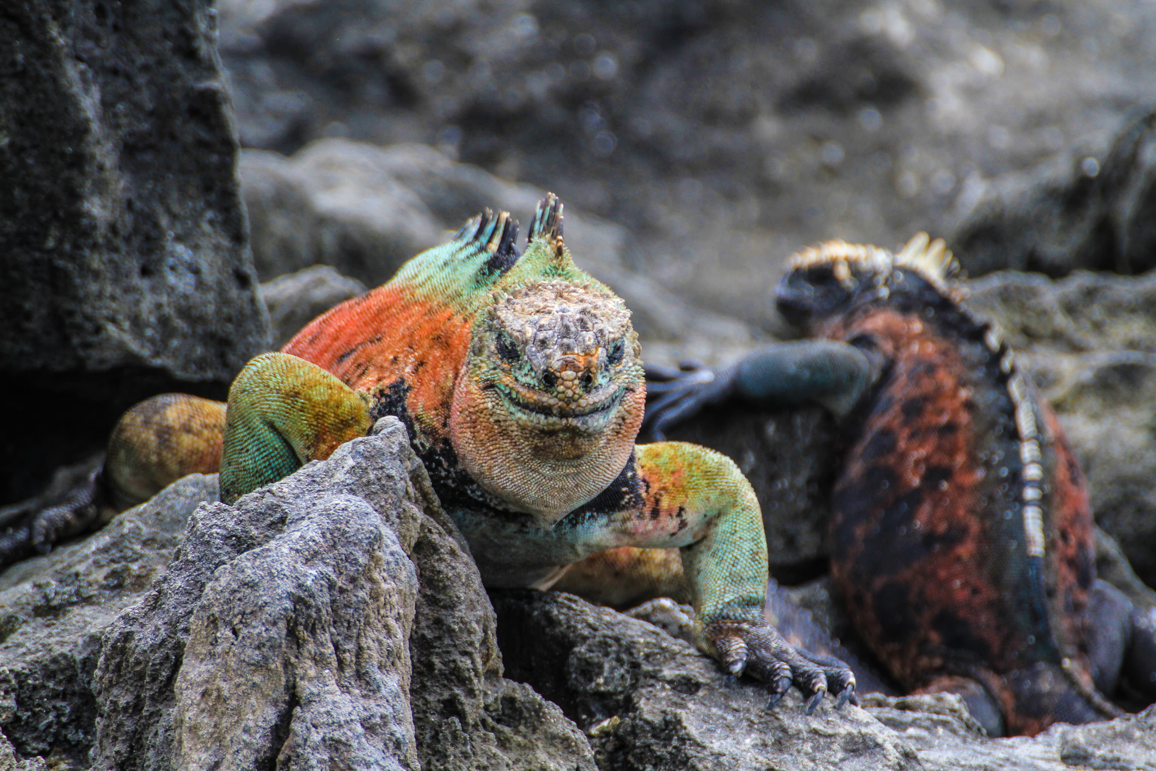 Galapagos Experience