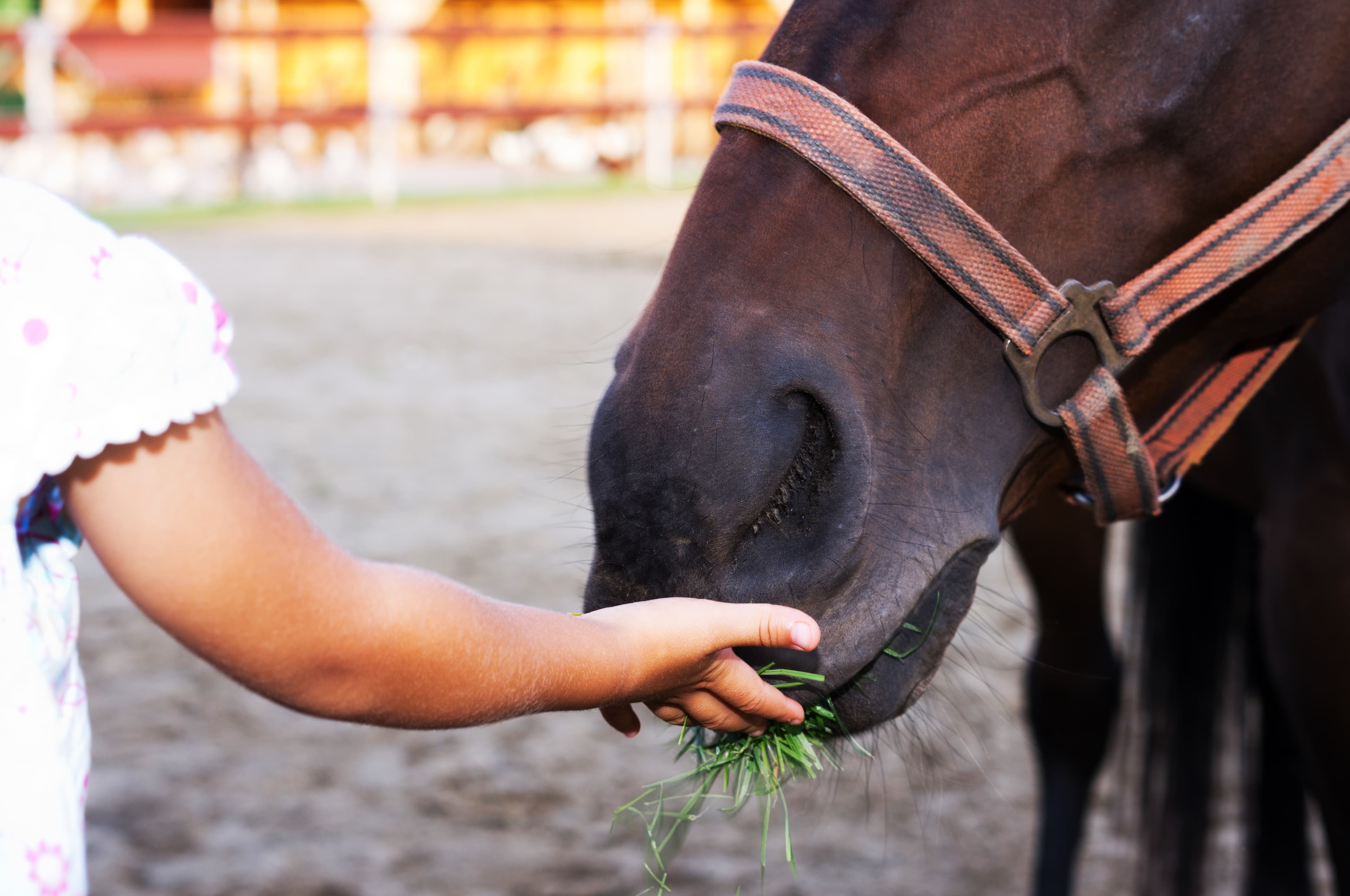 Heilpädagogisches Reiten
