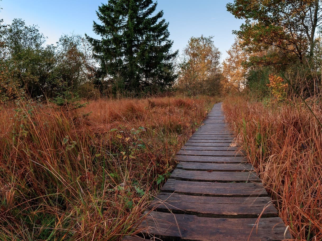 Hochmoor Hohes Venn