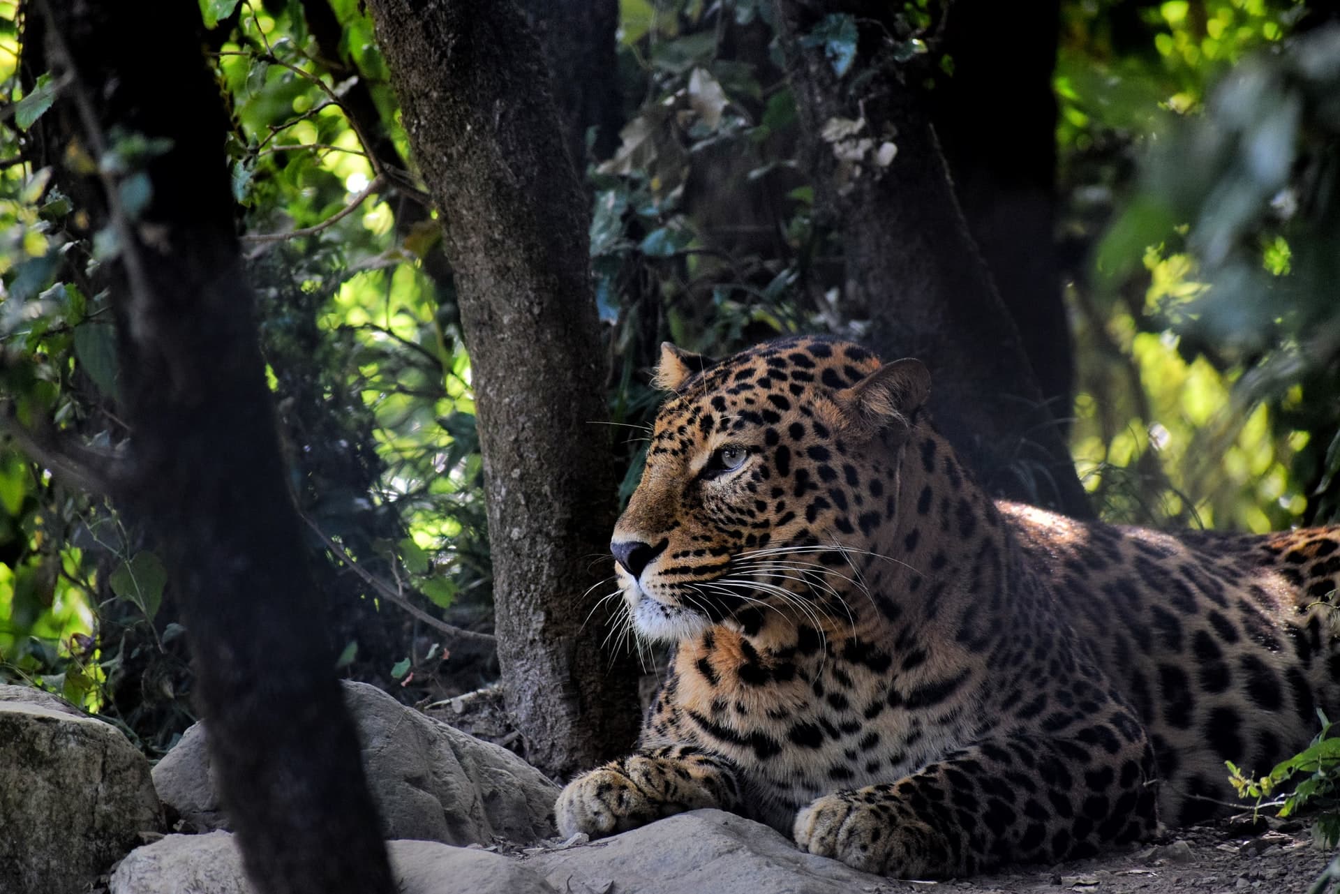 Jim Corbett Nationalpark