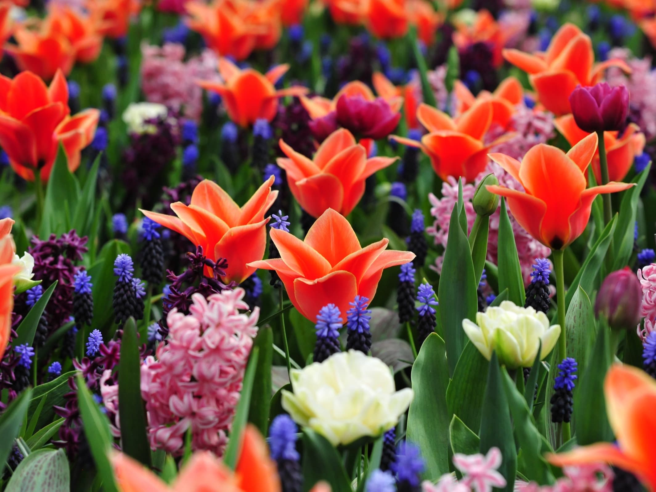 Keukenhof