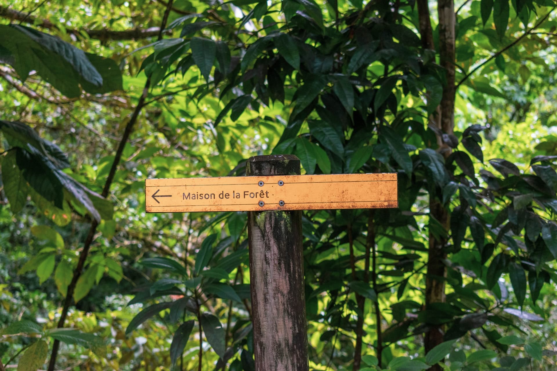 Kayak-Tour durch die Mangrovenwälder