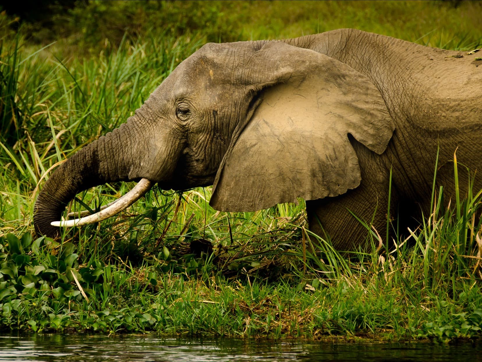 Murchison Falls Nationalpark