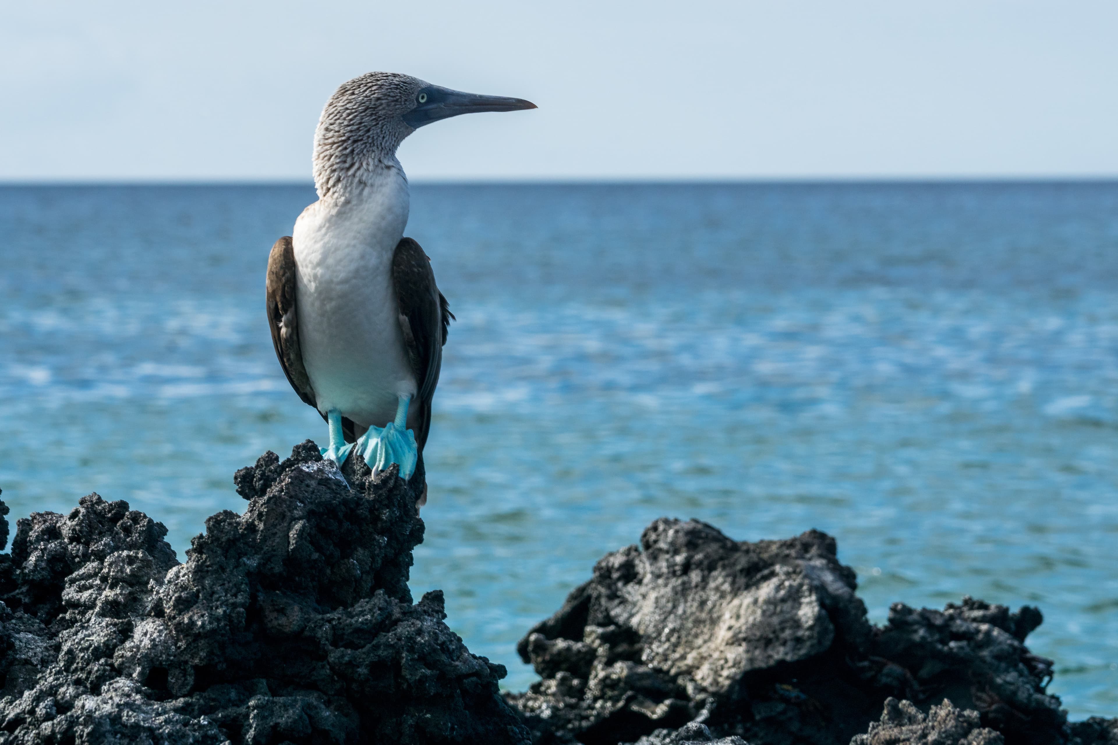 Naturschutz auf Galapagos
