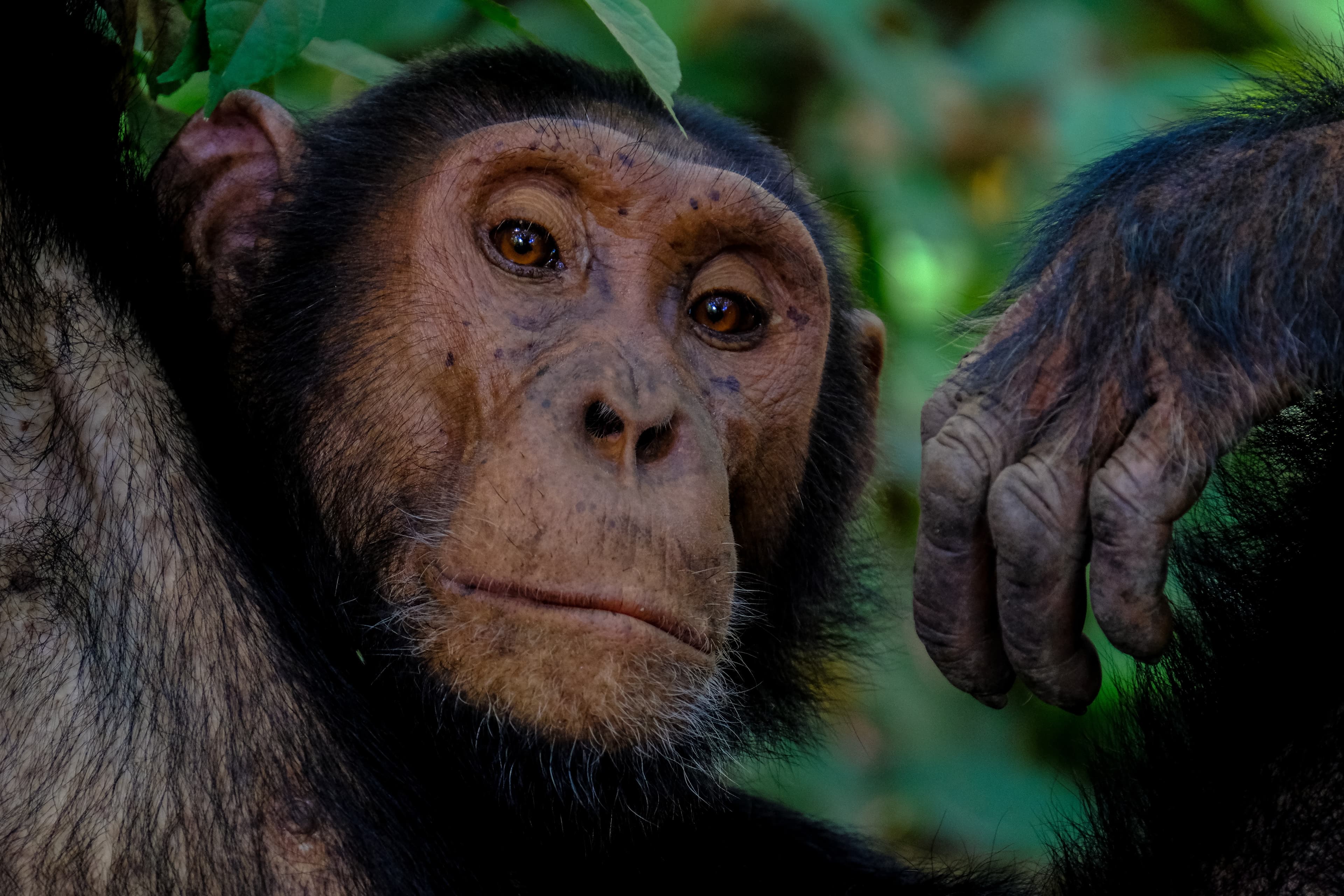 Ngamba Island Chimpanzee Sanctuary