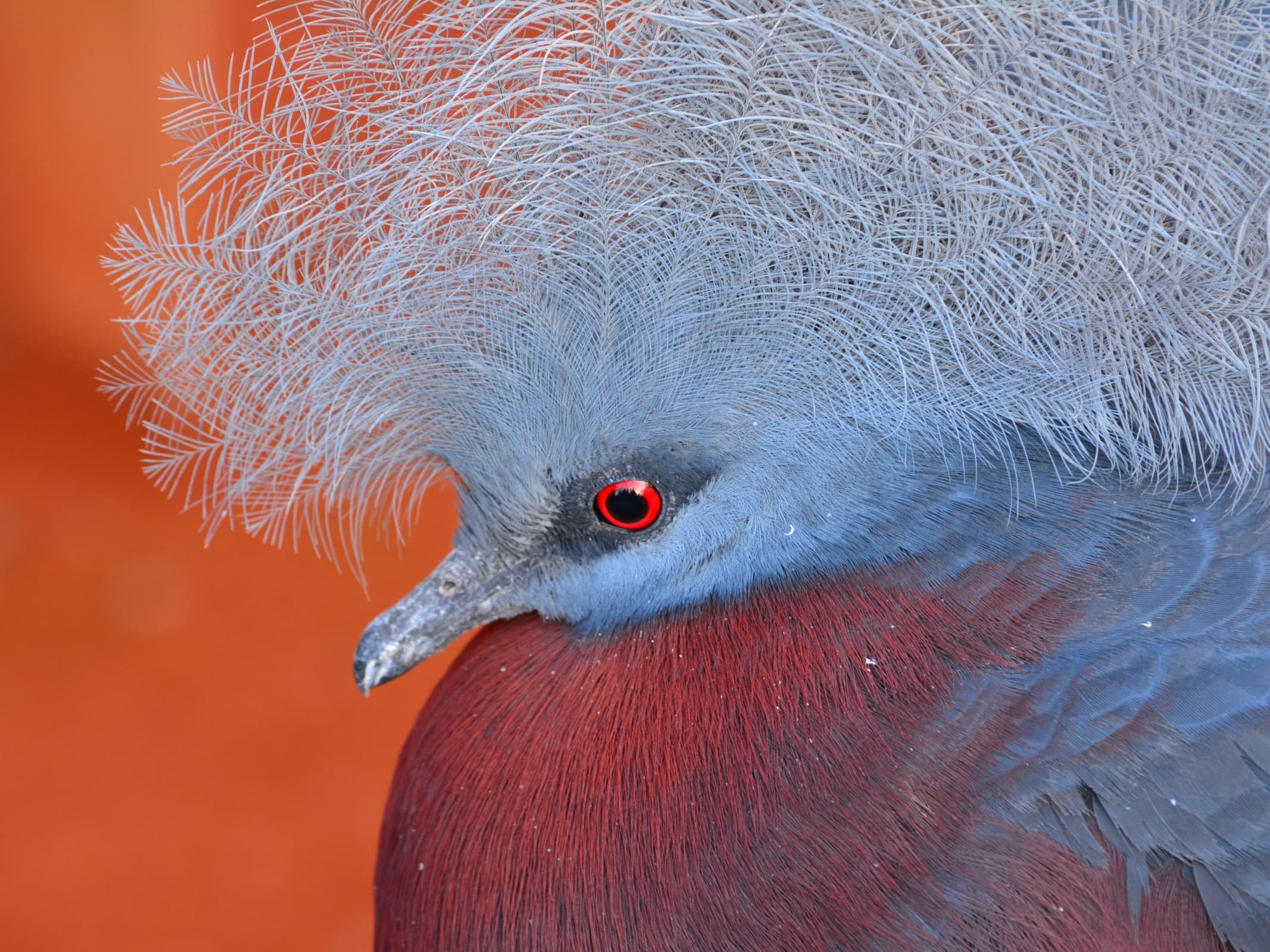 Pairi Daiza