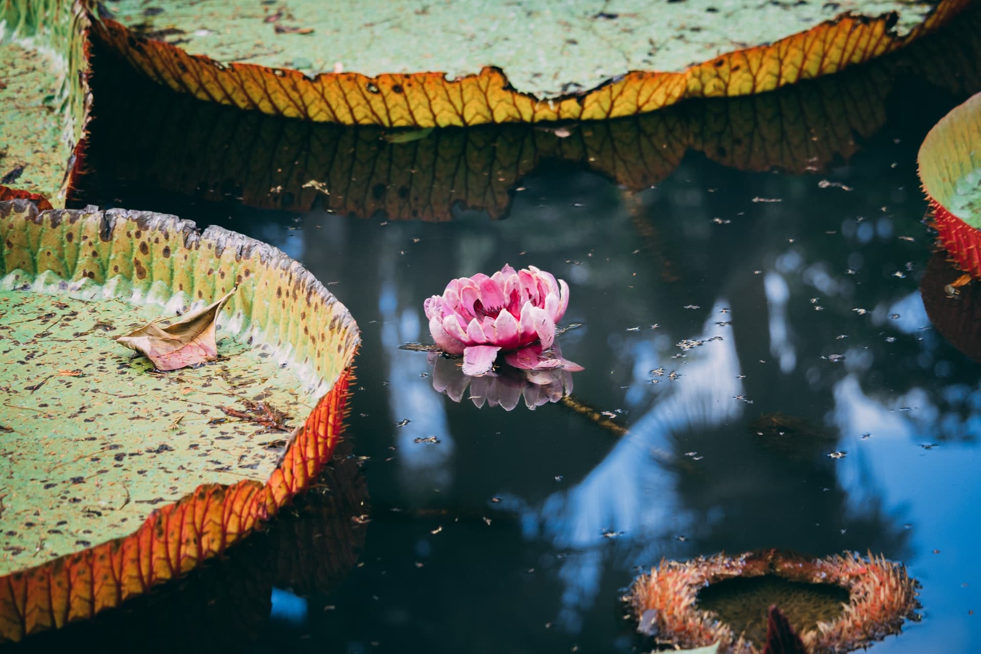 Botanischer Garten Pamplemousses