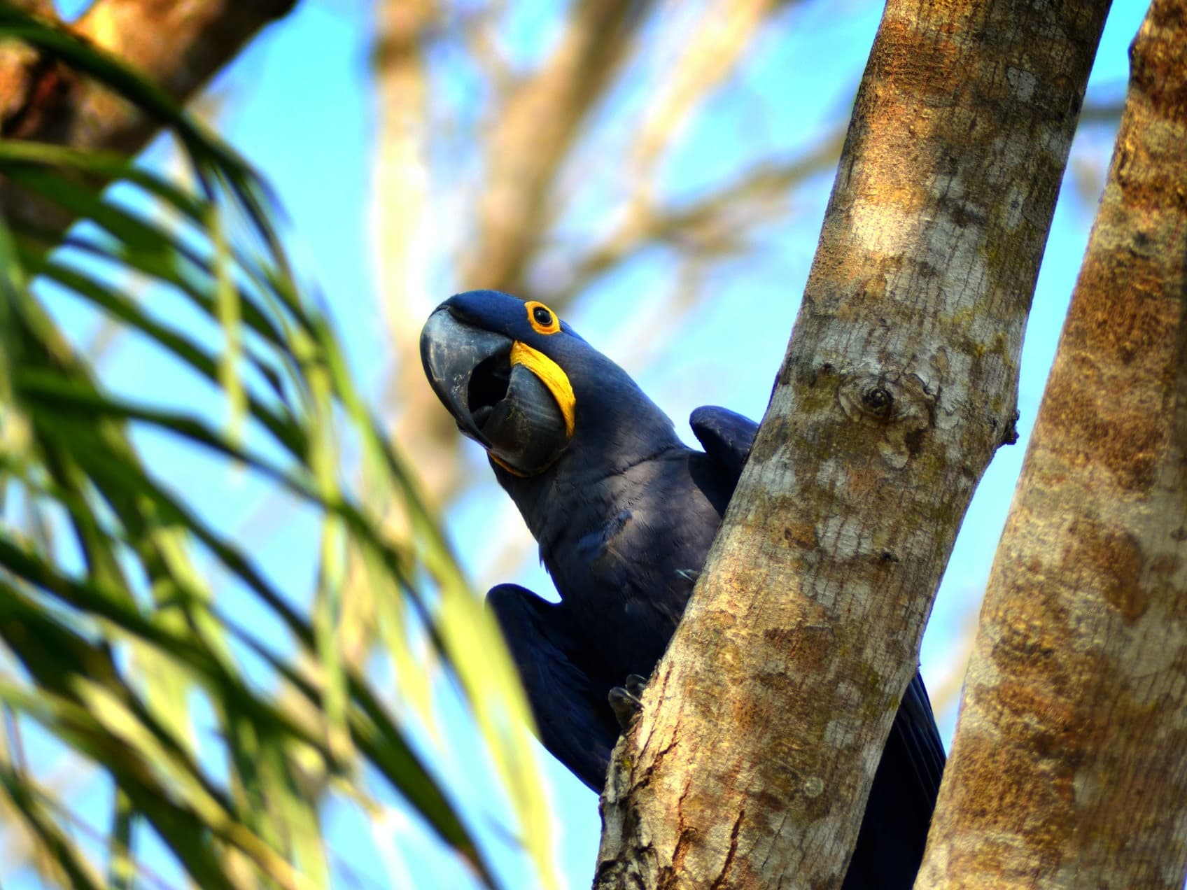 Pantanal
