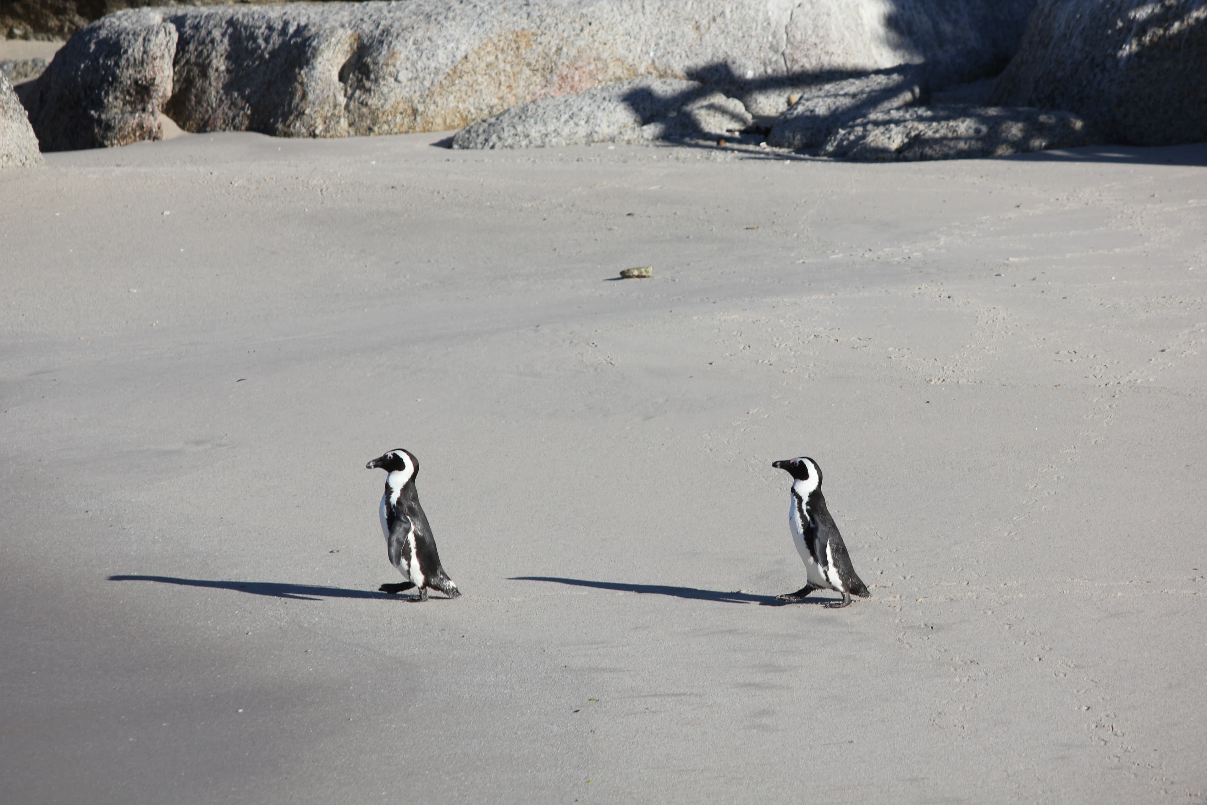 Pinguinrettungsstation