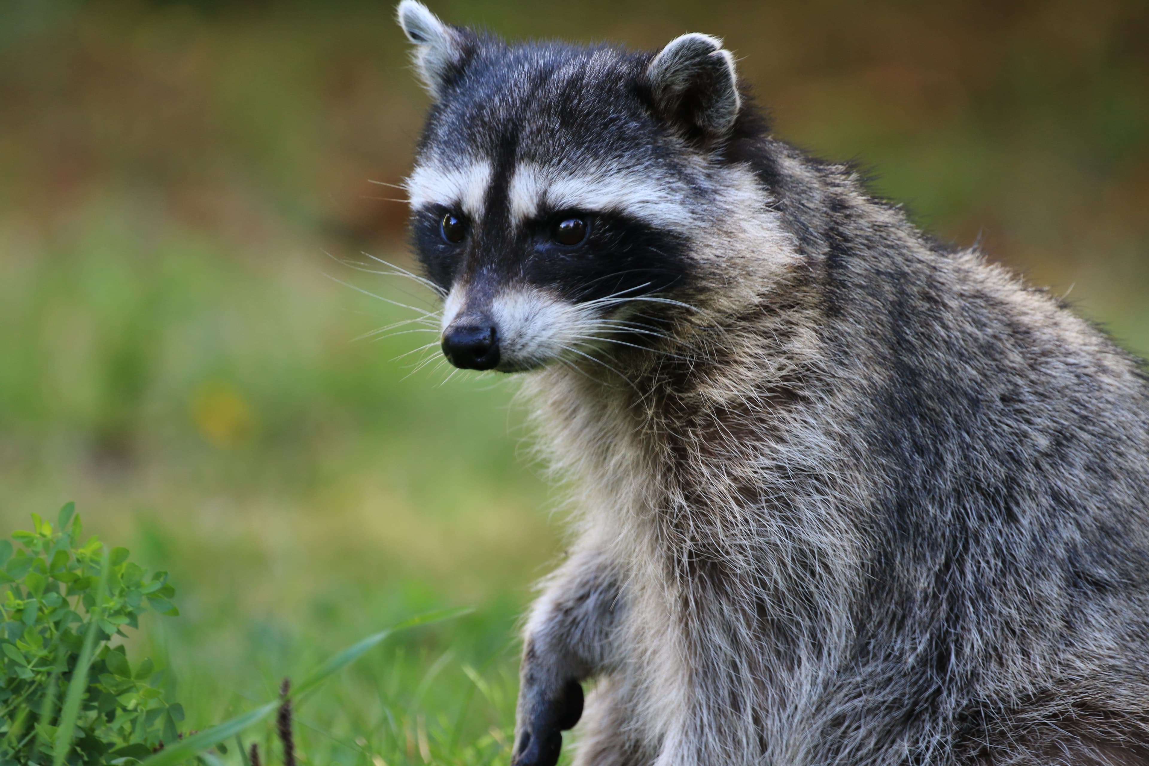 Rettungsstation für kleine und verwaiste Wildtiere