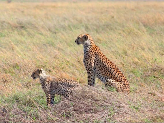 Serengeti Nationalpark