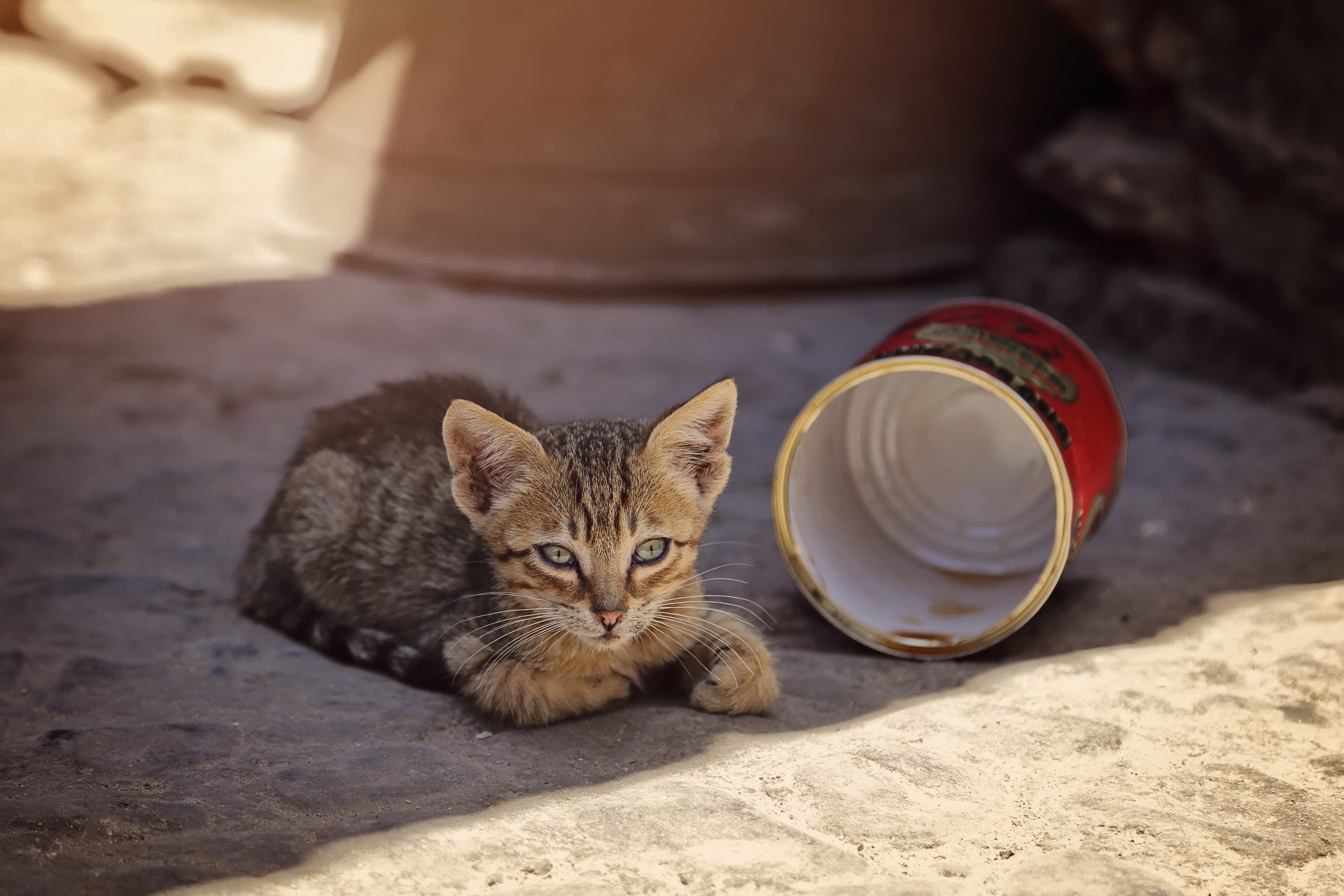 Straßenhunde und -katzen