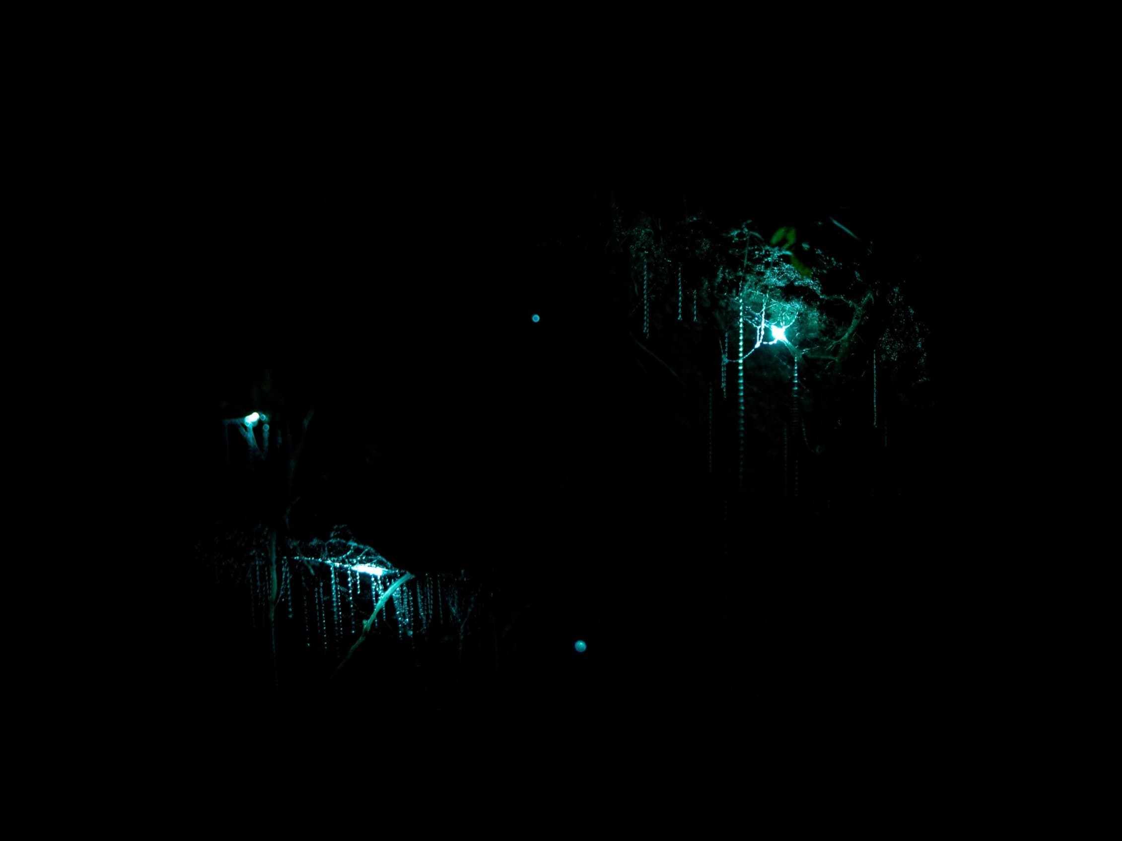 Waitomo Caves