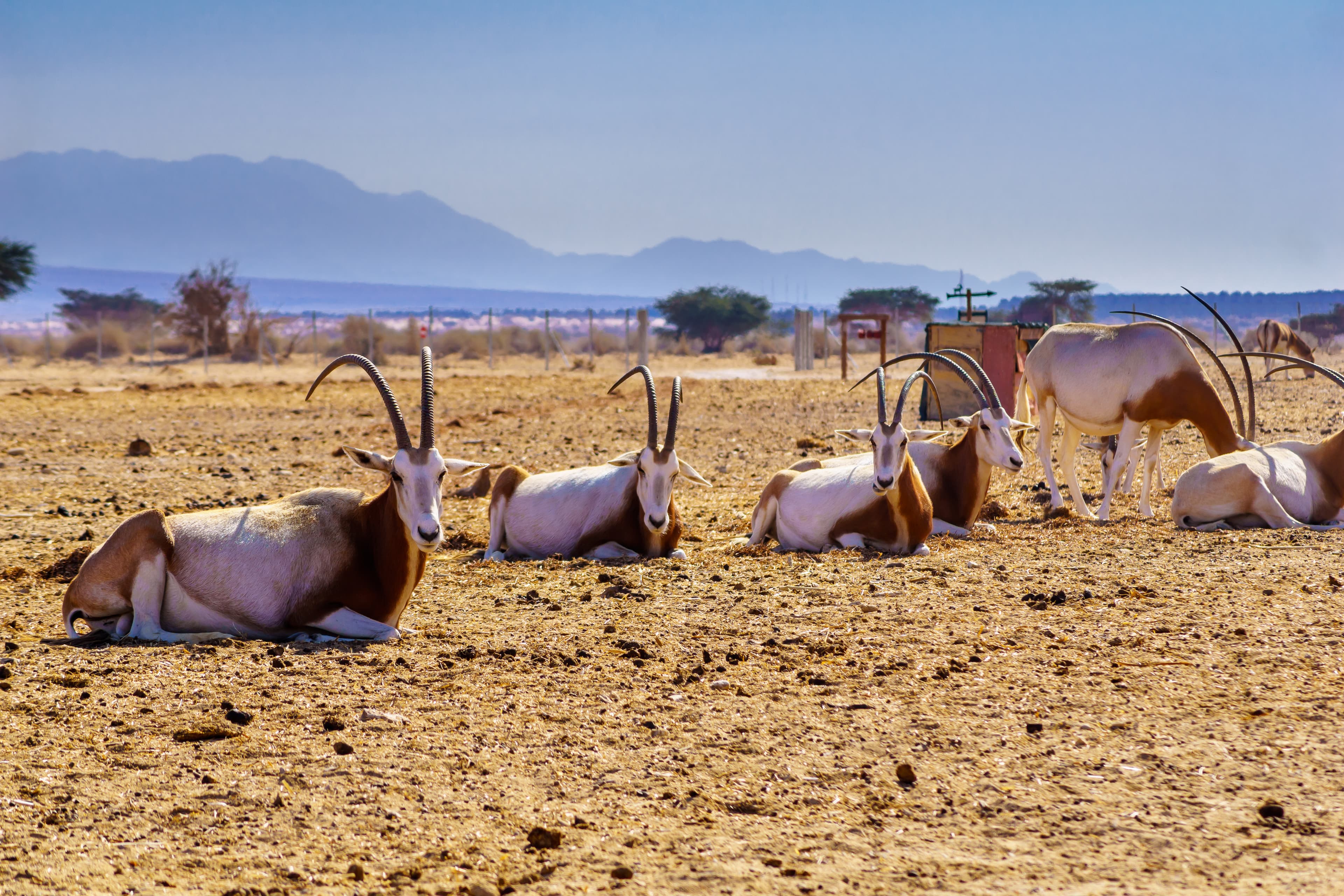 Wildlife-Projekt in der Arava-Wüste