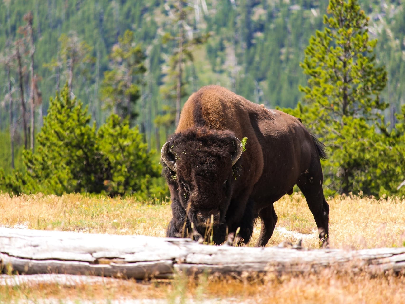 Yellowstone Nationalpark