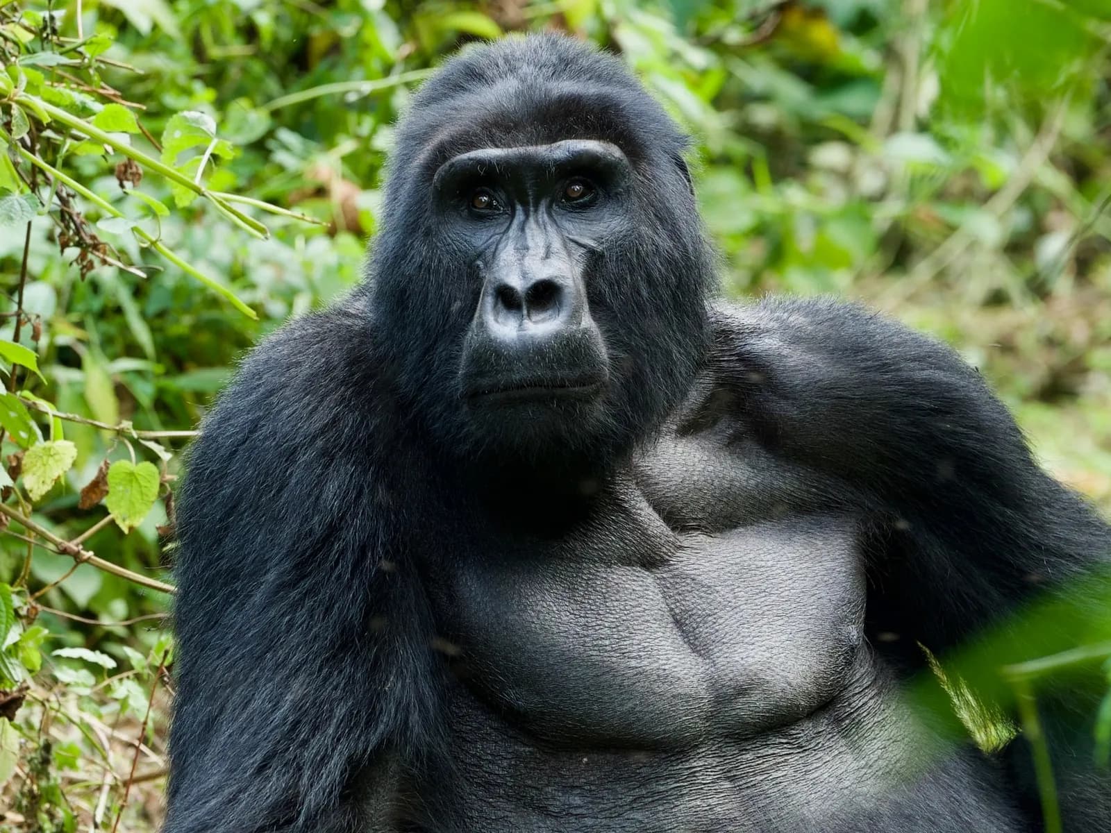 Bwindi Impenetrable National Park / Berggorillas