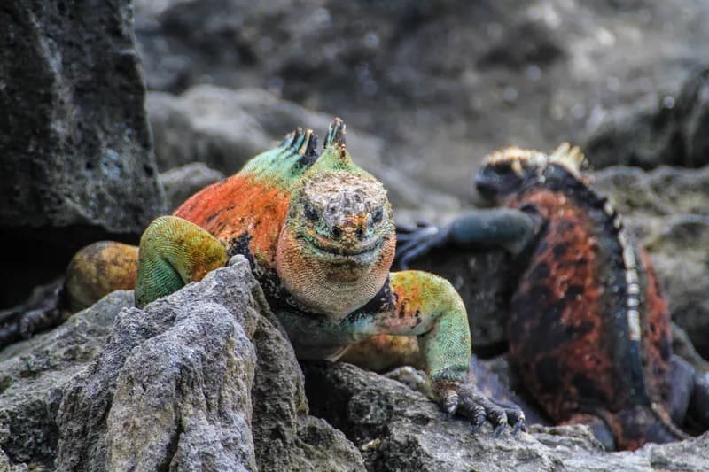 Galapagos Experience
