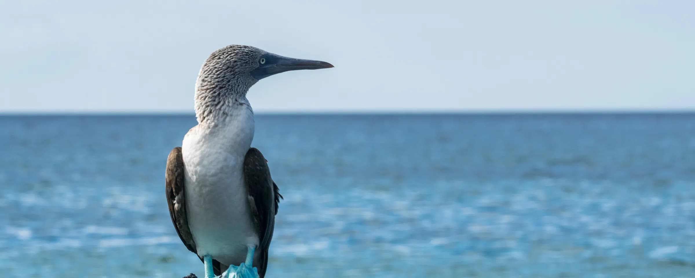 Naturschutz auf Galapagos