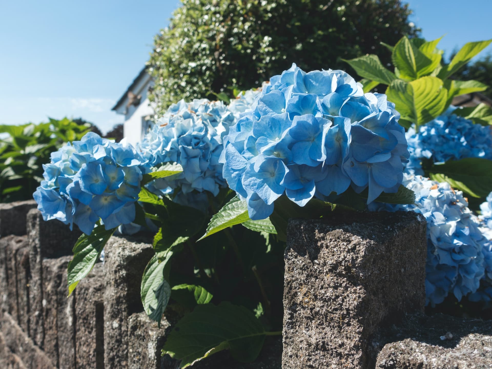 The Lost Gardens of Heligan