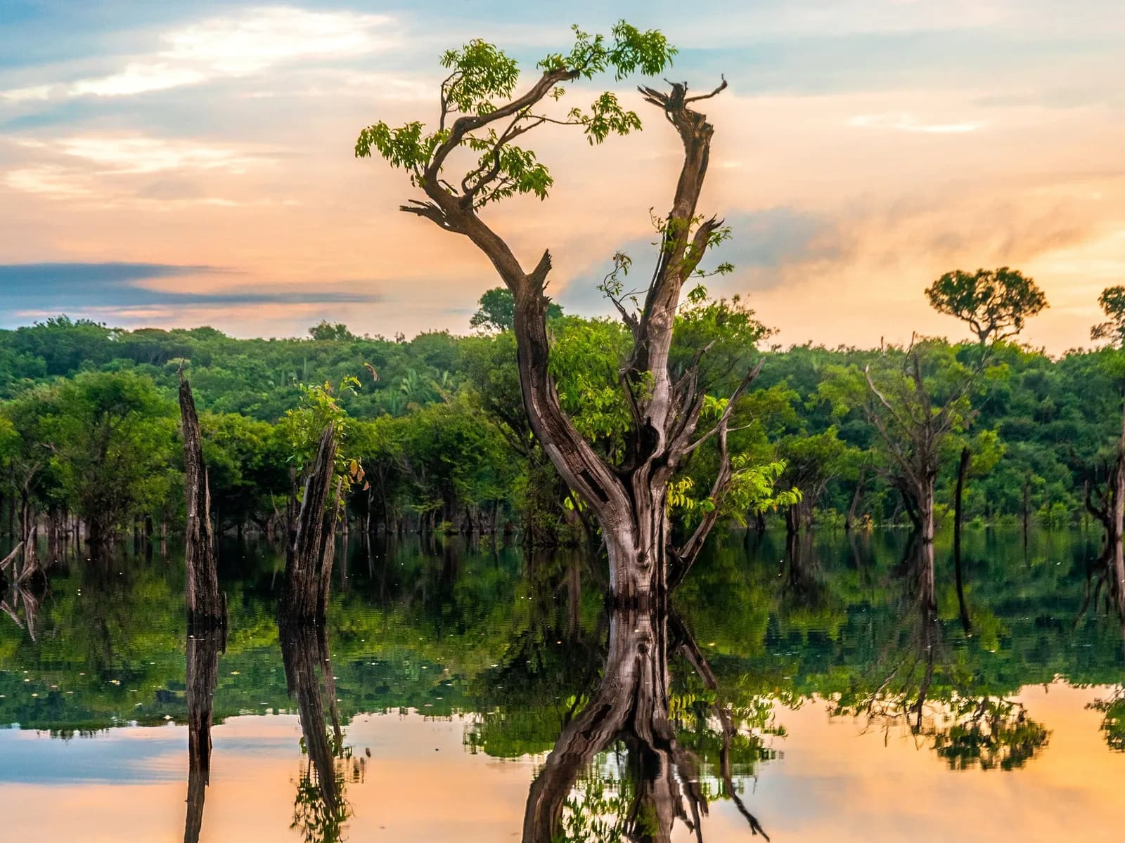 Amazonas