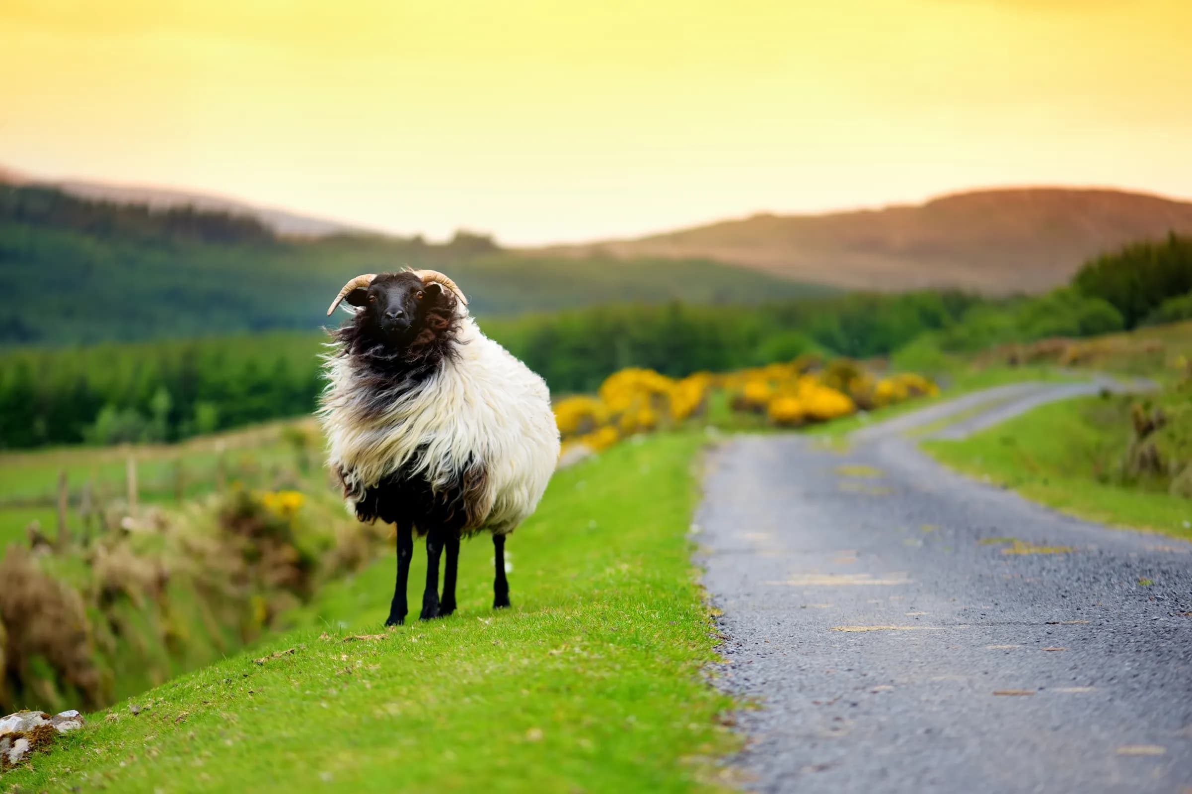 Au-Pair in Irland