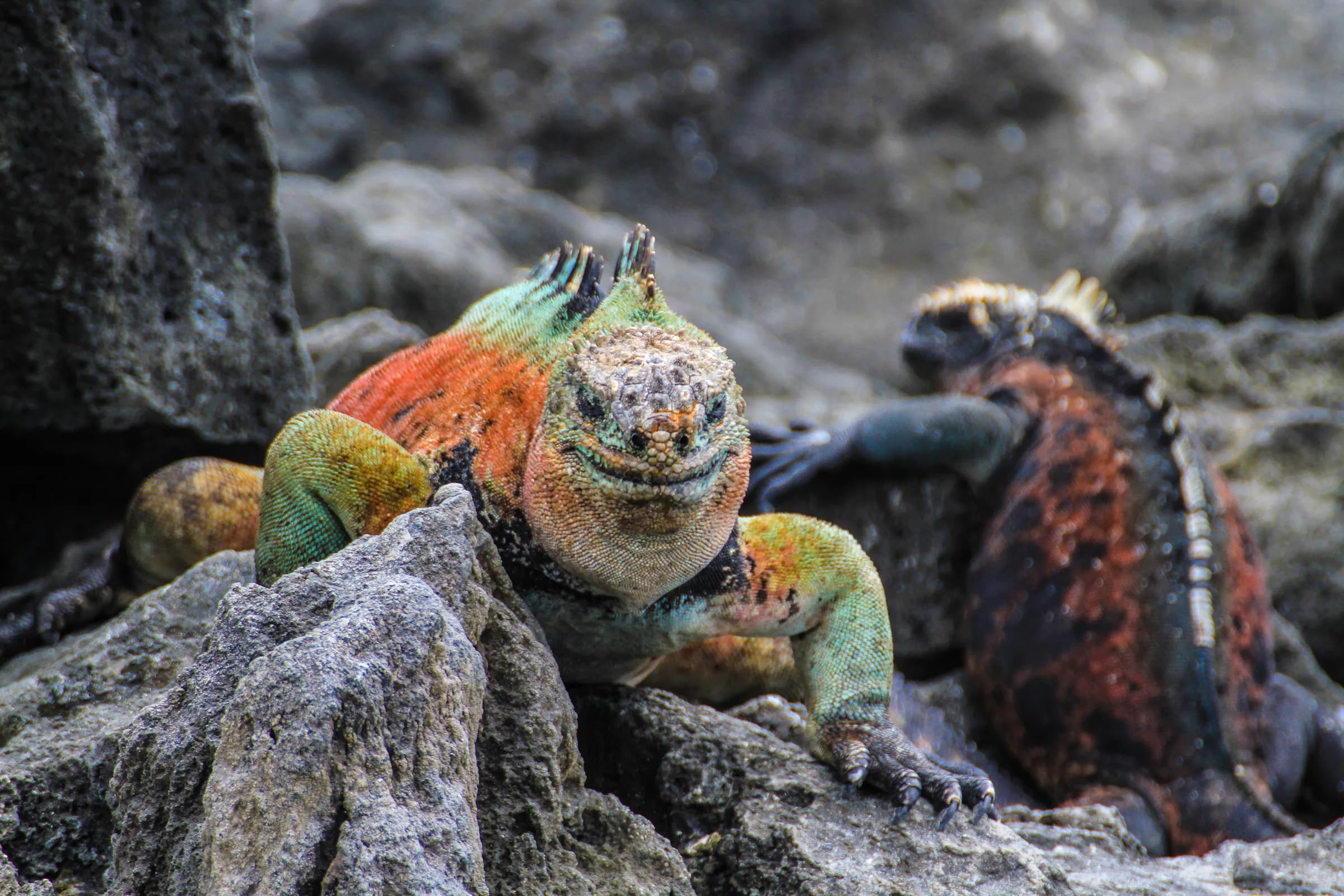 Galapagos Experience