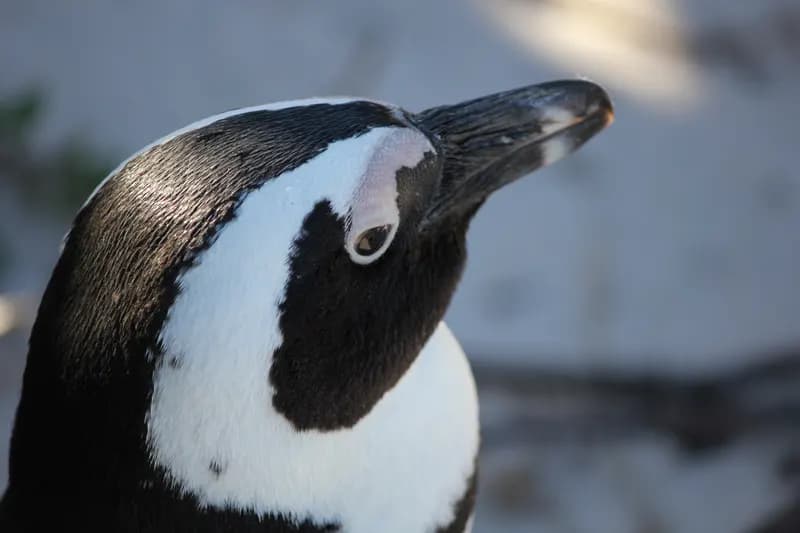Pinguinrettungsstation